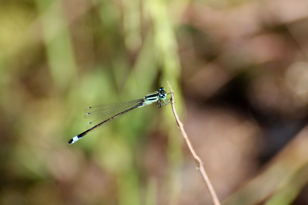 Ischnura elegans?  S�